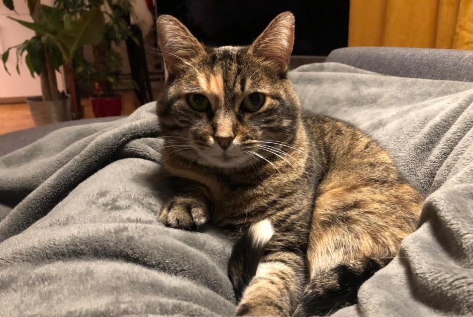 Vermisstmeldung Katze Weiblich , 13 jahre Maisons-Alfort Frankreich Vermisstmeldung Katze Weiblich , 13 jahre Maisons-Alfort Frankreich