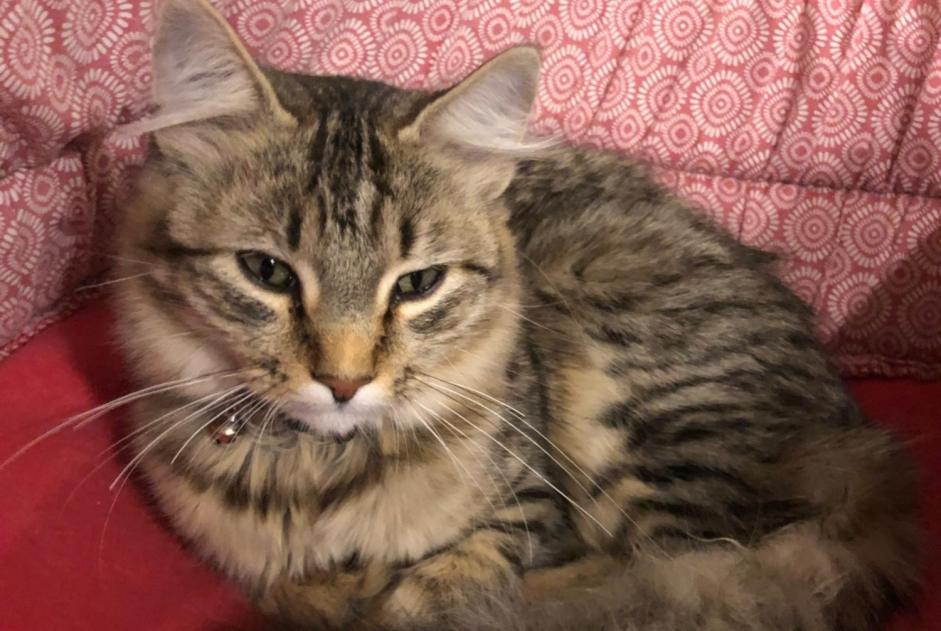 Disappearance alert Cat Female , 1 years Saint-Maur-des-Fossés France