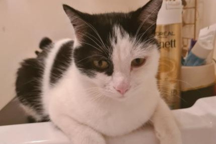 Disappearance alert Cat miscegenation  Male , 5 years Charenton-le-Pont France