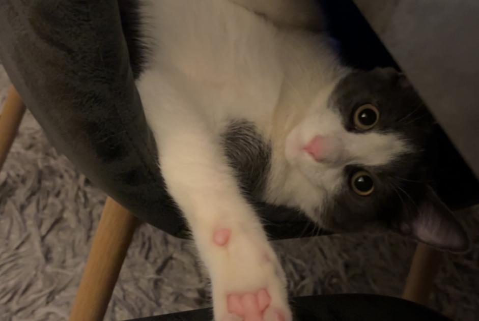 Disappearance alert Cat miscegenation  Male , 1 years Vitry-sur-Seine France