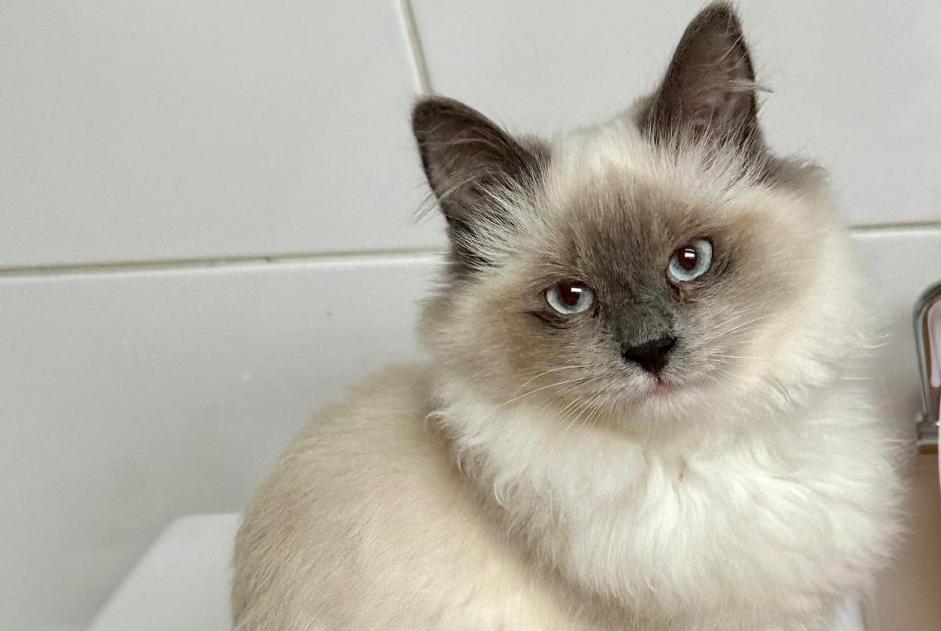 Alerta de Desaparición Gato Hembra , 1 años Villejuif Francia Alerta de Desaparición Gato Hembra , 1 años Villejuif Francia