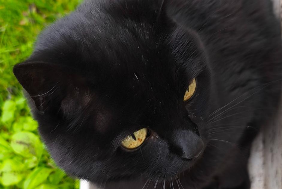 Alerta de Desaparición Gato Hembra , 17 años Créteil Francia