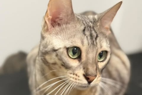 Alerte Disparition Chat  Mâle , 4 ans Vincennes France