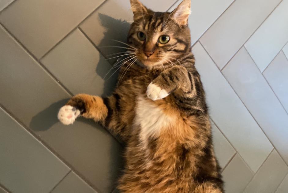 Alerte Disparition Chat Mâle , 4 ans Fontenay-sous-Bois France Alerte Disparition Chat Mâle , 4 ans Fontenay-sous-Bois France