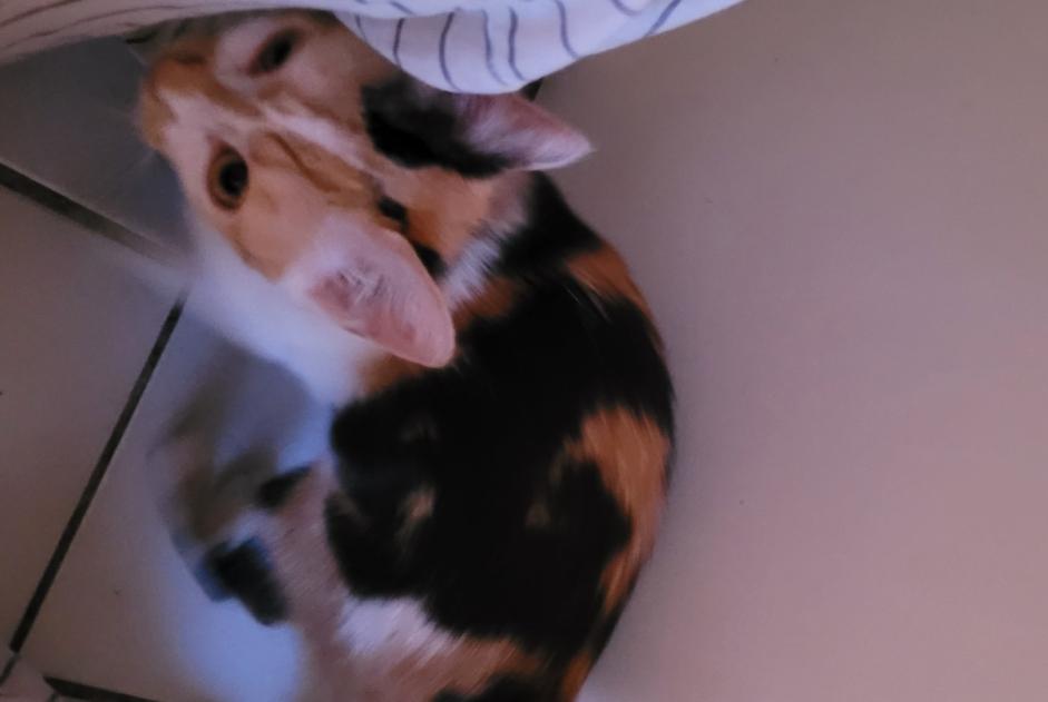 Alerte Découverte Chat Femelle Valenton France Alerte Découverte Chat Femelle Valenton France