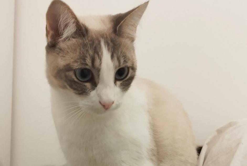 Alerte Disparition Chat  Femelle , 2 ans Créteil France