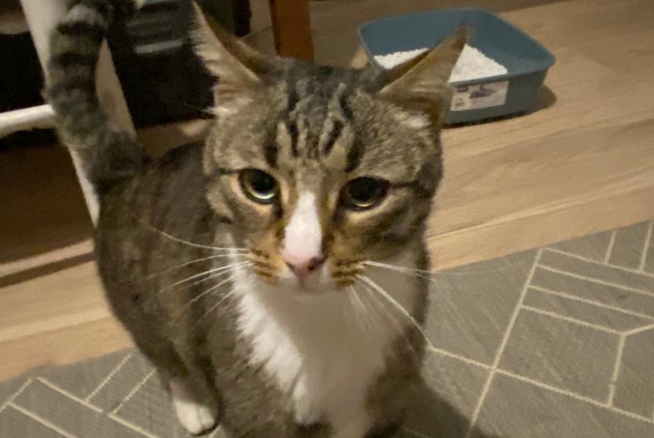 Avviso Ritrovamento Gatto Maschio Saint-Maur-des-Fossés Francia Avviso Ritrovamento Gatto Maschio Saint-Maur-des-Fossés Francia