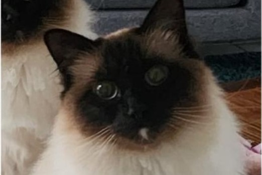Avviso scomparsa Gatto  Maschio , 2 anni Vitry-sur-Seine Francia