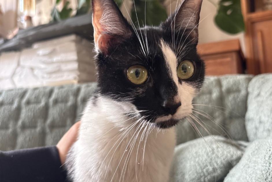 Avviso Ritrovamento Gatto Femmina Alfortville Francia