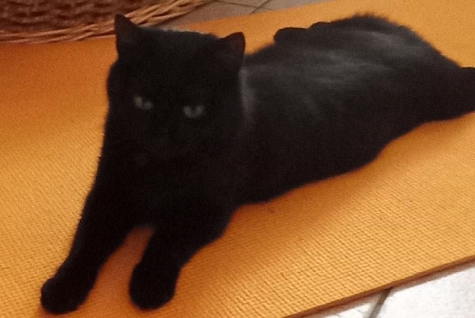 Ontdekkingsalarm Kat rassenvermenging Vrouwtje Saint-Maurice Frankrijk Ontdekkingsalarm Kat rassenvermenging Vrouwtje Saint-Maurice Frankrijk
