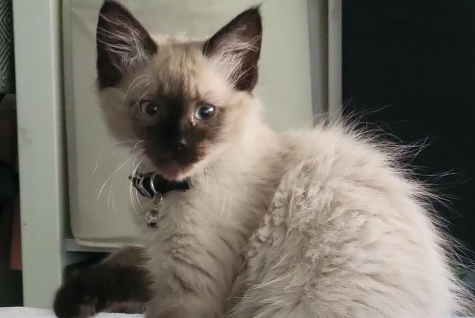 Alerta desaparecimento Gato  Macho , 0 anos Chennevières-sur-Marne France